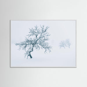 Fjällbjörkar i dimma – Grövelsjöfjällen vinter | Fine Art Print
