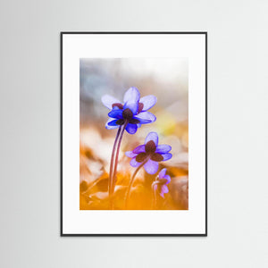 Blåsippor i vårsol Kallhed Hisingen Göteborg | Fine Art Print