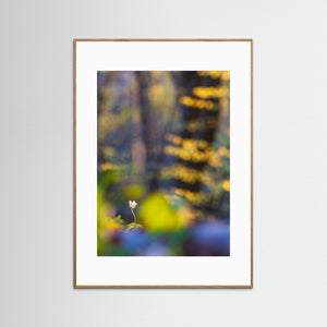 Vitsippa i bokskogen – Svejserdalen, Mölndal | Fine Art Print