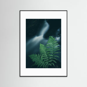 Ormbunkar vid skogsbäck – Bråtaskogen, Mölnlycke | Fine Art Print