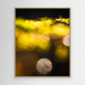 Vårbokeh i Särö Västerskog – Särö, Kungsbacka kommun | Canvas