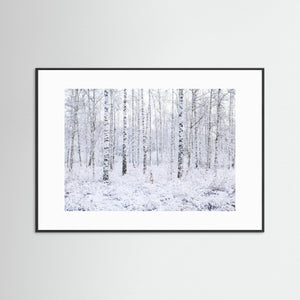 Nysnö i björkdungen