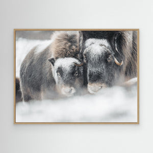 Myskoxar i snöstorm - CANVAS
