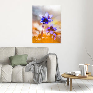 Blåsippor i vårsol Kallhed Hisingen Göteborg | Canvas