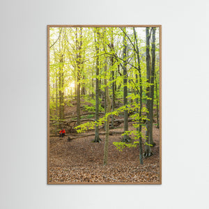 Bokskog i Rådasjöns naturreservat – Härryda | Fine Art Print