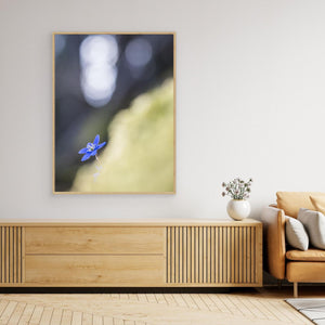 Marieberg, Kungälv – Blåsippa i vårens stillhet | Canvas