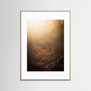 Göteborg – Ljus i Änggårdsbergens skog | Fine Art Print