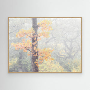 Dimma bland ekarna – Krokängsparken, Göteborg | Canvas