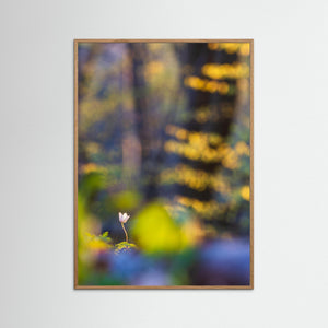 Vitsippa i bokskogen – Svejserdalen, Mölndal | Fine Art Print