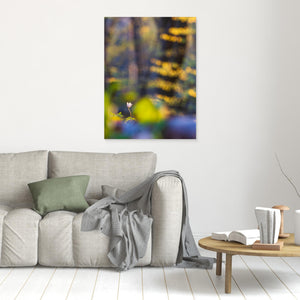 Vitsippa i bokskogen – Svejserdalen, Mölndal | Canvas