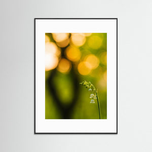 Göteborg – Liljekonvalj i solnedgång vid Hökälla | Fine Art Print