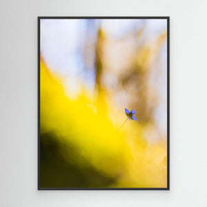 Dunsered, Mölndal – Blåsippa i vårens morgonljus | Canvas